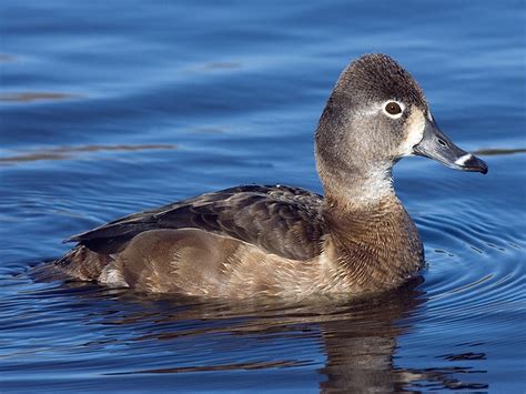 Birds of The World: Diving Ducks (Anatidae)