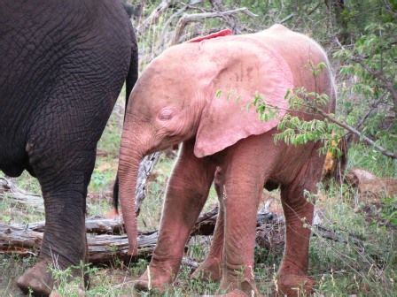 PINK elephant :) | Elephant, Pink elephant, Albino animals