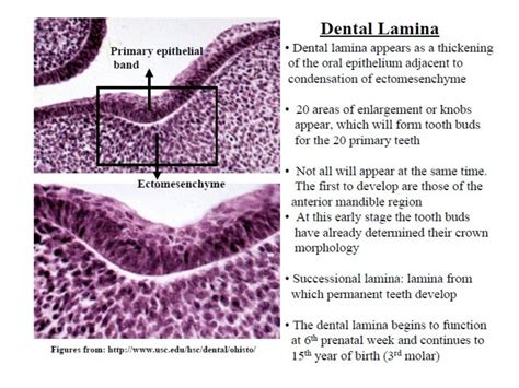 Histology of Enamel