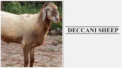 Indian Goat Breeds With Name