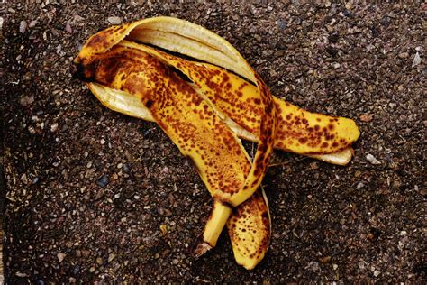 Banana Peel Compost | Debunking Myths - Gardening Latest