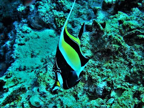 Moorish idol - Moalboal Reef Species