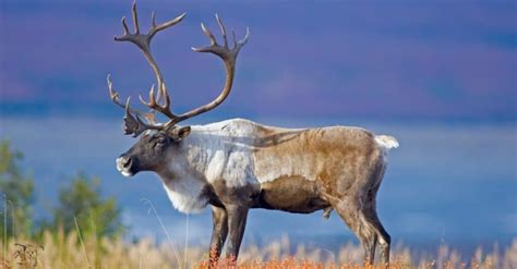 Moose vs. Reindeer: What Are 8 Key Differences? - A-Z Animals