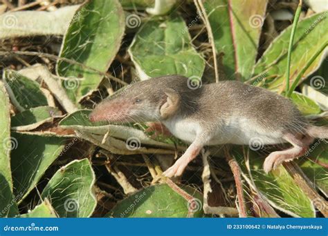 Baby Pygmy Shrew in the Garden Stock Photo - Image of european, eyes ...