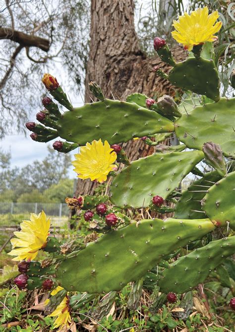 URBAN FORAGING - Prickly Pear - Pip Magazine