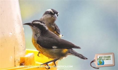 Birdwatching Mindo (15) - Visit Ecuador and South America