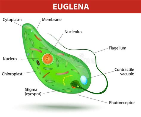 Euglena Movement Can Best Be Described as