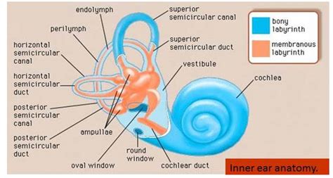 Membranous labyrinth is concerned with