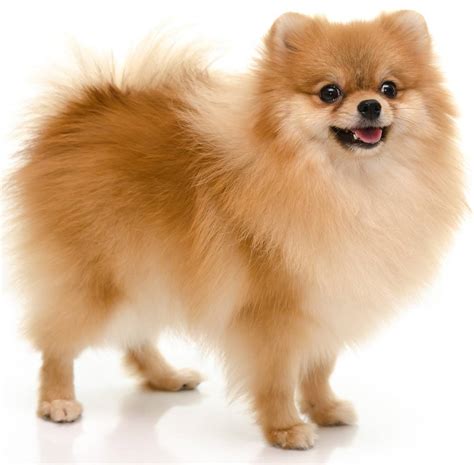 Pomeranian - Dog Breed Guide