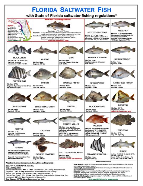 Buy Tackle Box I.D. Florida Saltwater Fish Identification Card Set ...