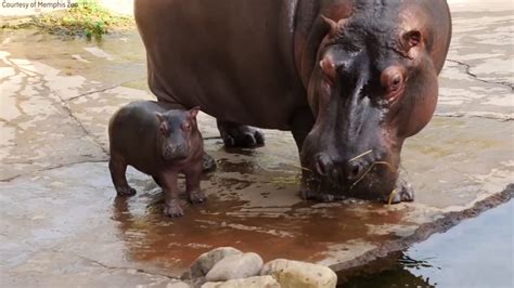 Memphis Zoo welcomes adorable baby hippo | abc11.com