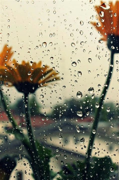 Flowers With Raindrops Wallpapers