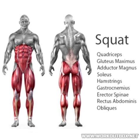 Squat - Muscles Squatting Healthy Fitness Workout Exercises - PROJECT ...