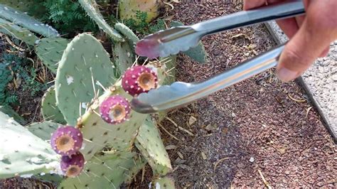 How to Harvest and Prepare Prickly Pear Fruit