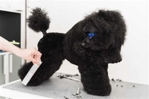 Groom your Poodle Puppy at Home | Puppy grooming, Poodle puppy, Poodle ...