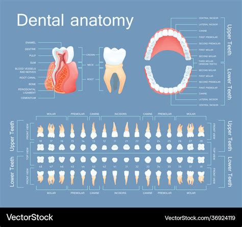 Human dental anatomy tooth anatomy numbering Vector Image