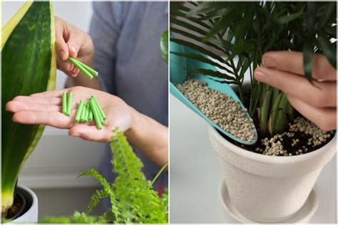 Fertilizing Houseplants - How, When & What to Use