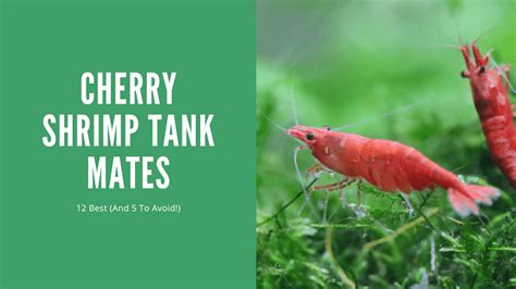 Cherry Shrimp Tank Mates - 12 Best (And 5 To Avoid!) - AquariumStoreDepot