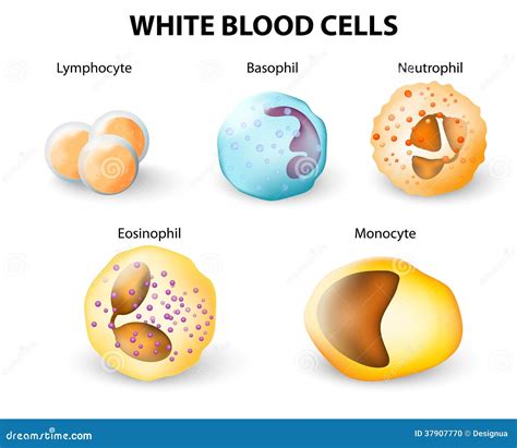 Tipos De Gl Bulos Blancos Infograf A Ilustraci N Del Vector | The Best ...