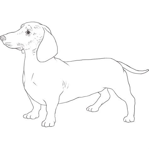 Dachshund Teckel Kleurplaat Colouring Weiner Kleurplaten Honden ...