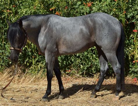 Homozygous Blue Roan Stallion