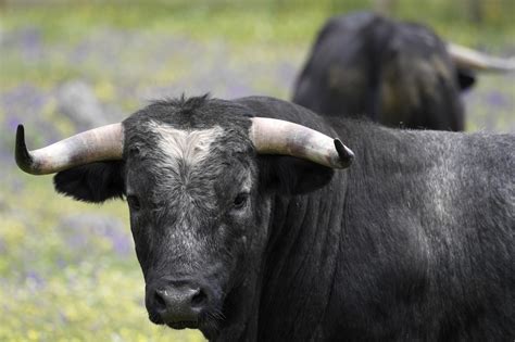 Breeding fighting bulls in Spain: A family's passion - Art & Culture ...