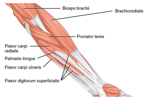 Medial Epicondyle Tendinopathy - Physiopedia