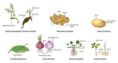 Types-of-Natural-Vegetative-Propagation