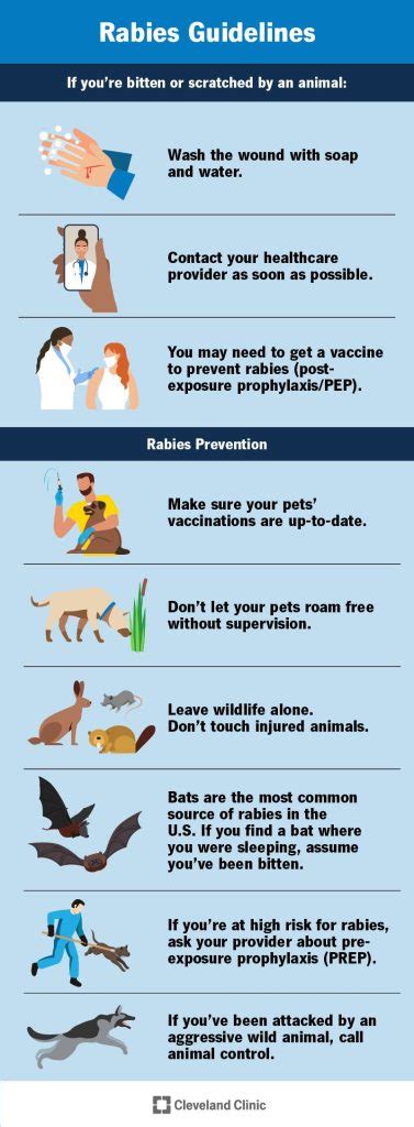 How Long After A Dog Bite Can You Get Rabies?