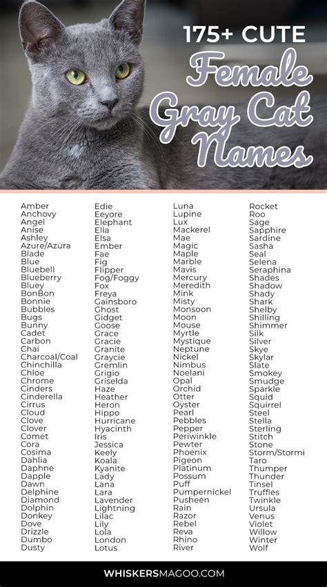 175+ Cute Gray Female Cat Names - Whiskers Magoo | Grey cat names, Cat ...