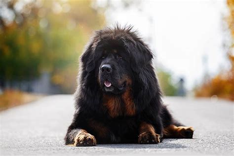 How Much Is A Purebred Tibetan Mastiff