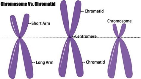 7 Difference Between Chromosome and Chromatid | BioExplorer