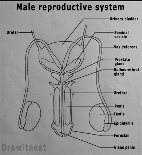 Male Reproductive System Diagram Labeled