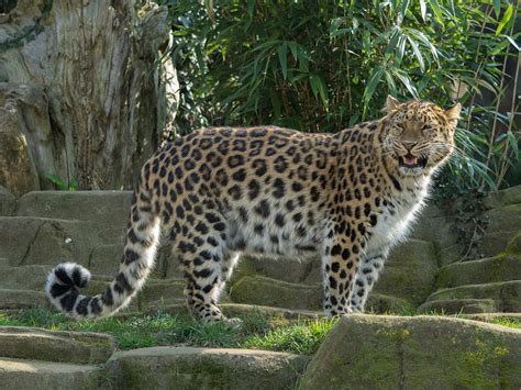 Amur leopard - Wikipedia