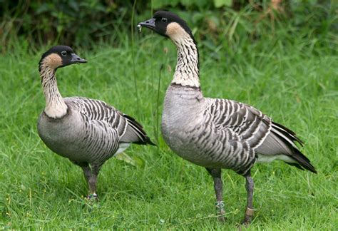 The Nene - Hawaii’s State Bird - Private Tours Hawaii : Personalized ...