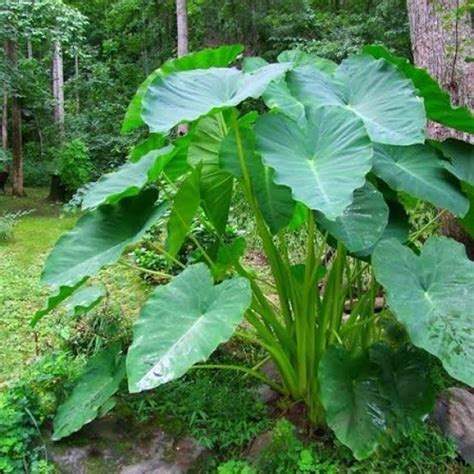 5 Fresh Native Elephant Ear Alocasia Brisbanensis Seeds | Etsy