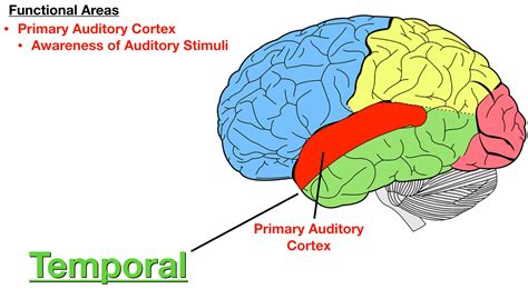 Lobes of the Brain: Cerebral Cortex Anatomy, Function, Labeled Diagram ...