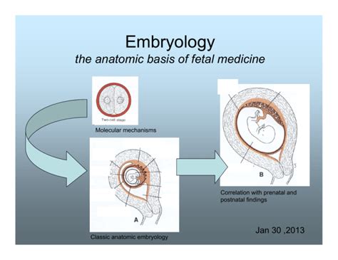 Embryology