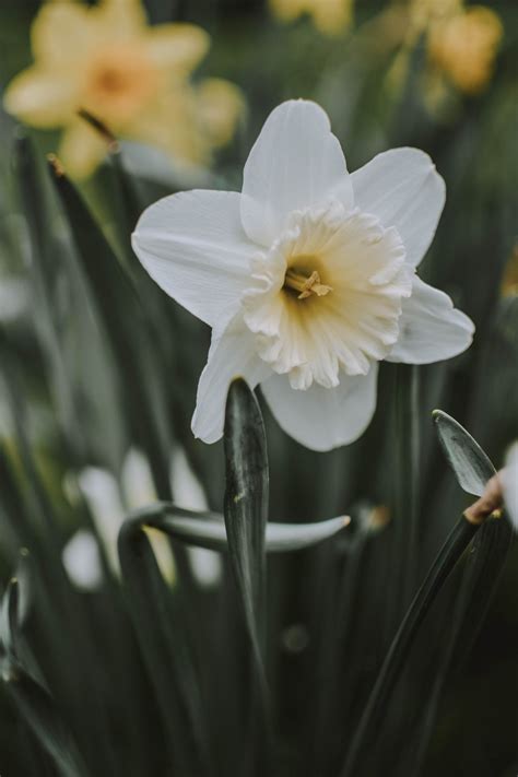 Paperwhite Narcissus Fragrance - Kenneth Turner