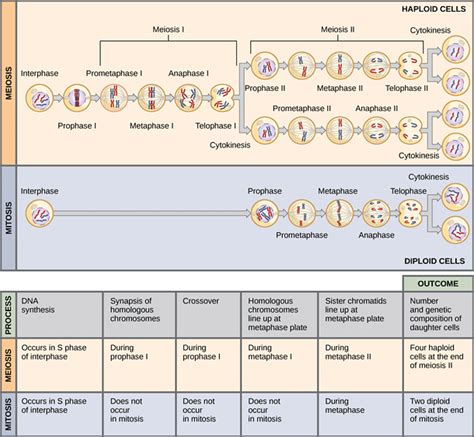 Mitosis and Meiosis | STEM Fellowship