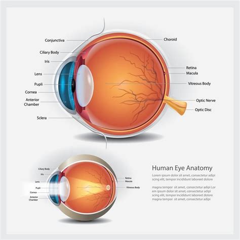 Human Eye Anatomy and Normal Lens Vector Illustration, #anatomy #Eye # ...