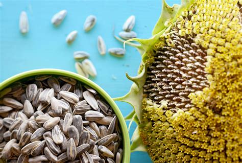 What Sunflower Seeds Are Edible | Storables