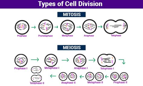 Top 191 + Animal cell mitosis - Inoticia.net