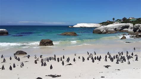 All You Need to Know About Swimming with Penguins in Boulders Beach ...