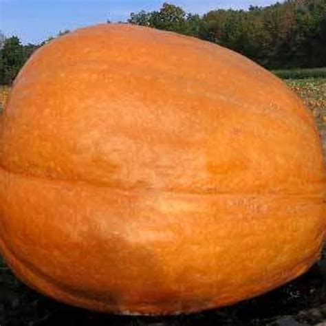 Big Max Pumpkin Seed 4 g ~14 Seeds - Heirloom, Non-GMO, Open Pollinated ...