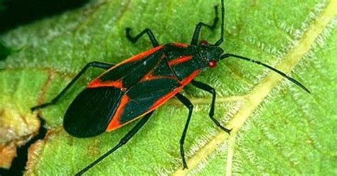 What are those black and red bugs crawling all over Fort Collins?