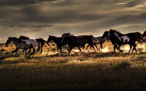 Wild Horses Desktop Wallpapers - Top Free Wild Horses Desktop ...