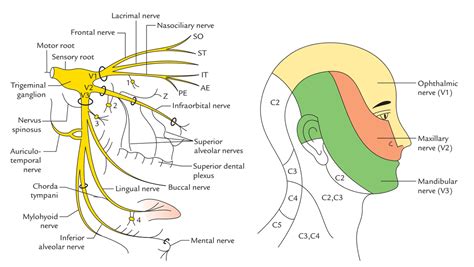 Easy Notes On 【Trigeminal Nerve】Learn in Just 3 Minutes!