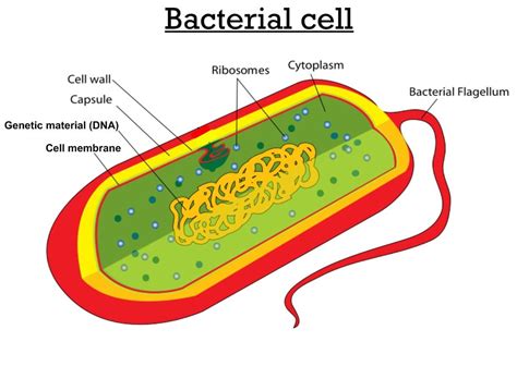 Unicellular organisms - Rumney Marsh Academy Science Revere, Massachusetts