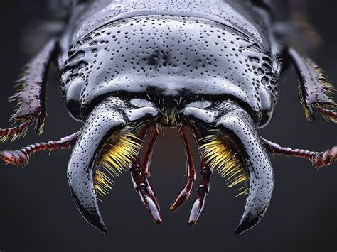 Tips from a pro: How to improve your insect photography – Seriously ...